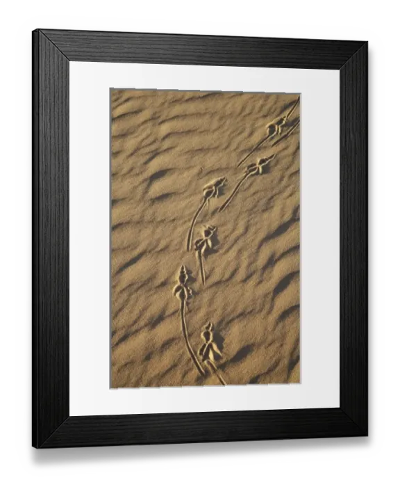 Framed Print : Australia. Lizard Tracks and Sand Dune, Mungo National Park Framed Print : Australia. Lizard Tracks and Sand Dune, Mungo National Park