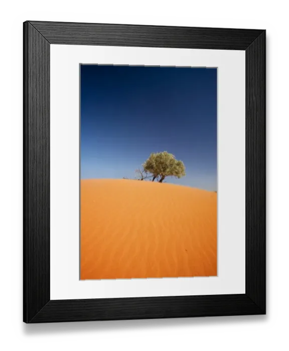 Framed Print : Sandhill Crane in flight, Grus canadensis, Bosque Del Apache National Wildlife Refuge Framed Print : Sandhill Crane in flight, Grus canadensis, Bosque Del Apache National Wildlife Refuge