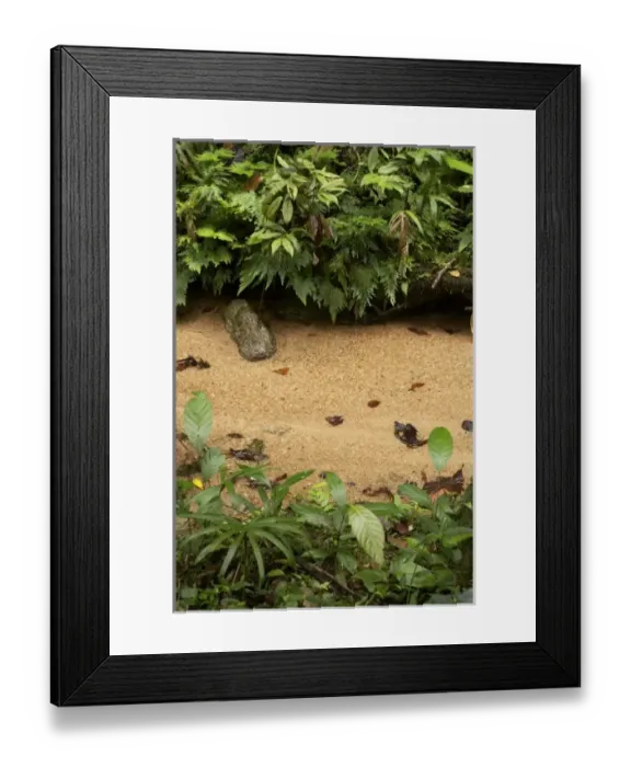 Framed Print : Australia. Stream near Josephine Falls, Wooroonooran National Park