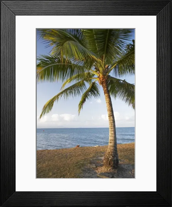 Framed Print : Palm Tree, Port Douglas, North Queensland, Australia Framed Print : Palm Tree, Port Douglas, North Queensland, Australia