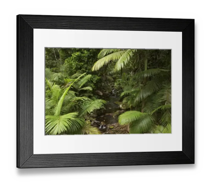 Framed Print : Australia. Stream and Palms, Mossman Gorge, Daintree National Park