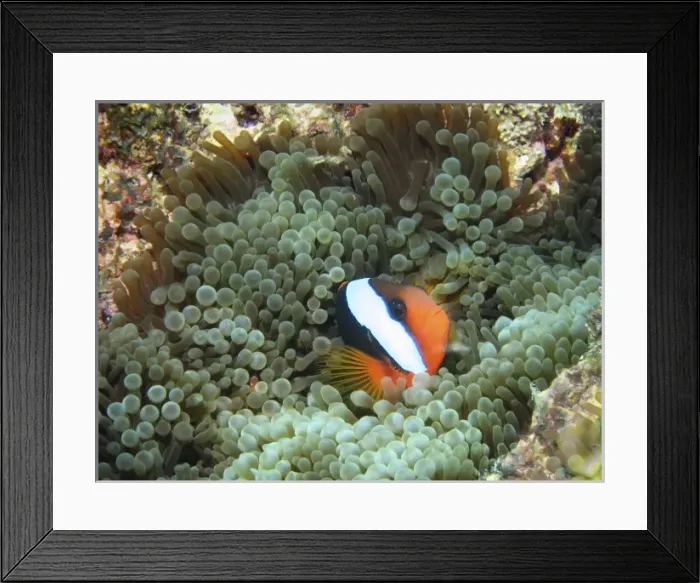 Framed Print : Black Anemonefish (Amphiprion melanopus) in Anemone, Agincourt Reef, Great Barrier Reef