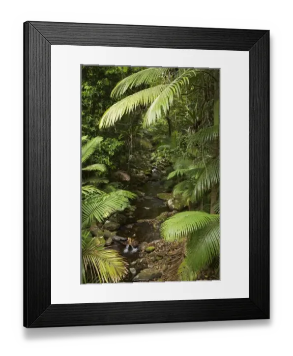 Framed Print : Australia. Stream and Palms, Mossman Gorge, Daintree National Park Framed Print : Australia. Stream and Palms, Mossman Gorge, Daintree National Park