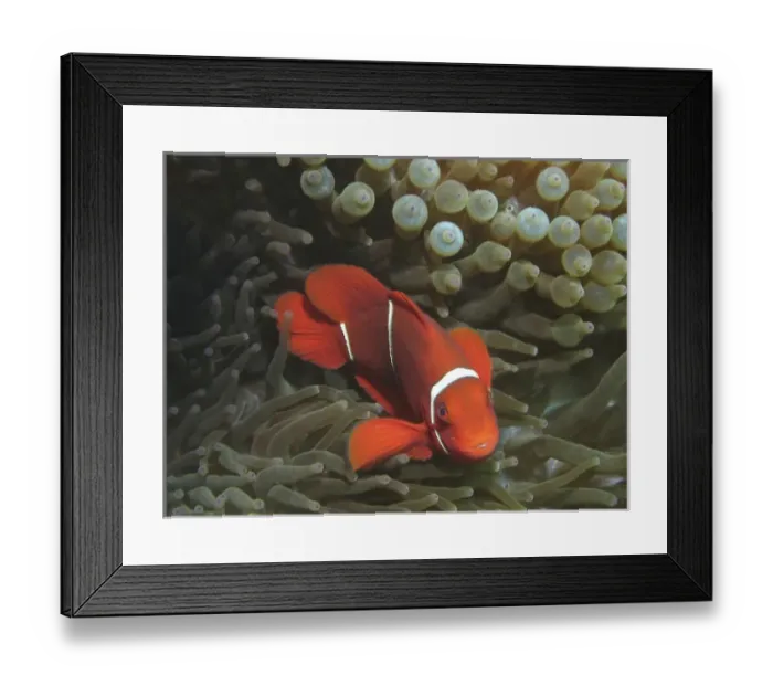 Framed Print : Spine-cheek Anemonefish (Premnas biaculeatus) in Anemone, Agincourt Reef, Great Barrier Reef Framed Print : Spine-cheek Anemonefish (Premnas biaculeatus) in Anemone, Agincourt Reef, Great Barrier Reef