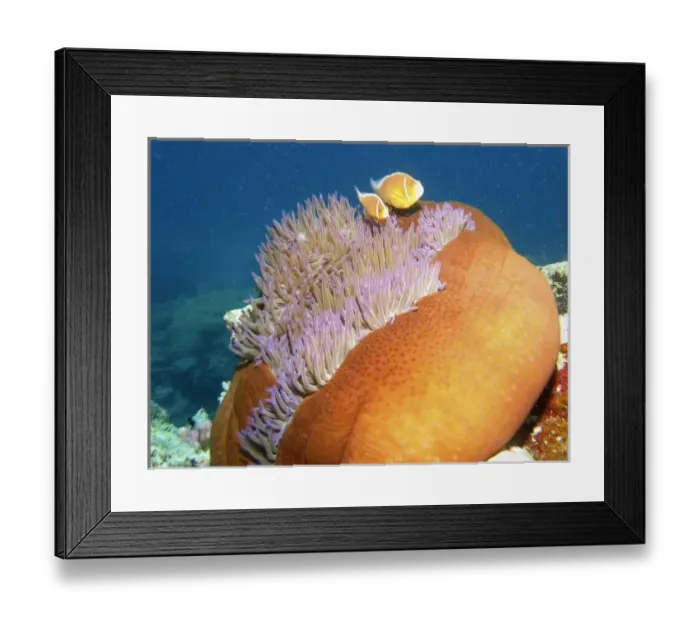 Framed Print : Australia. Pink Anemonefish ( Amphiprion perideraion ) in Anemone