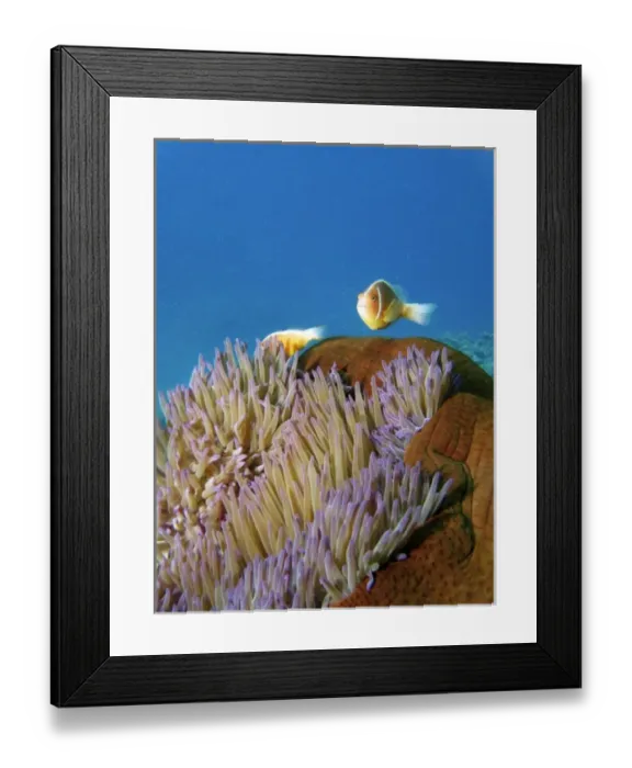 Framed Print : Pink Anemonefish ( Amphiprion perideraion ) in Anemone, Agincourt Reef, Great Barrier Reef