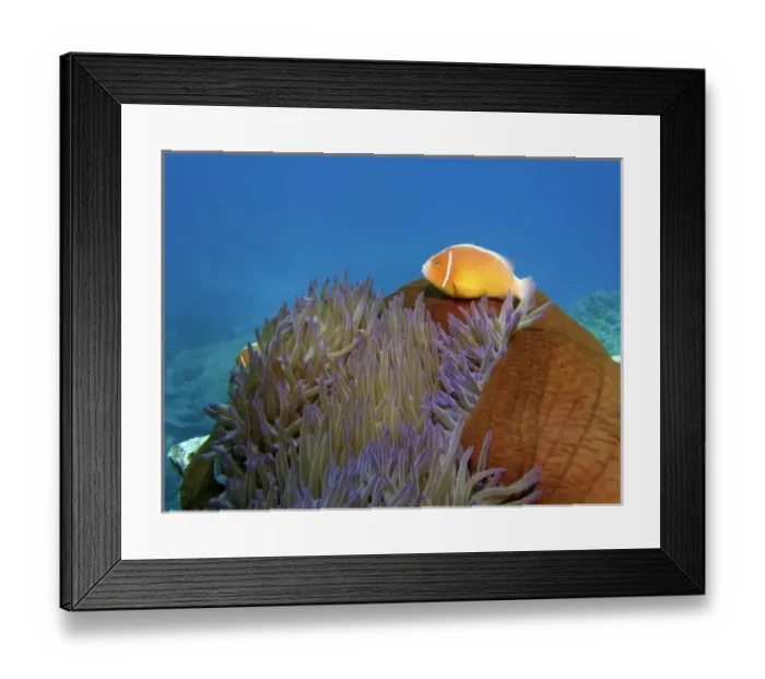 Framed Print : Pink Anemonefish ( Amphiprion perideraion ) in Anemone, Agincourt Reef, Great Barrier Reef Framed Print : Pink Anemonefish ( Amphiprion perideraion ) in Anemone, Agincourt Reef, Great Barrier Reef