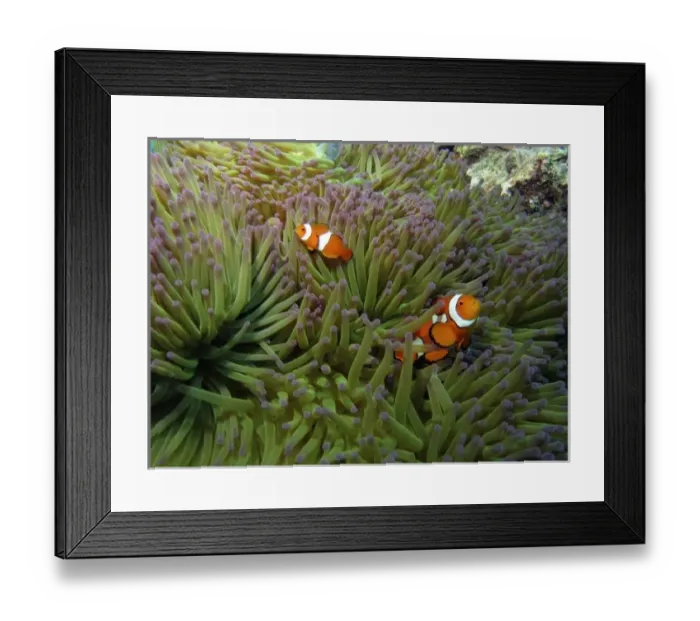 Framed Print : Western Clownfish ( Amphiprion ocellaris ), in Anemone, Agincourt Reef, Great Barrier Reef Framed Print : Western Clownfish ( Amphiprion ocellaris ), in Anemone, Agincourt Reef, Great Barrier Reef