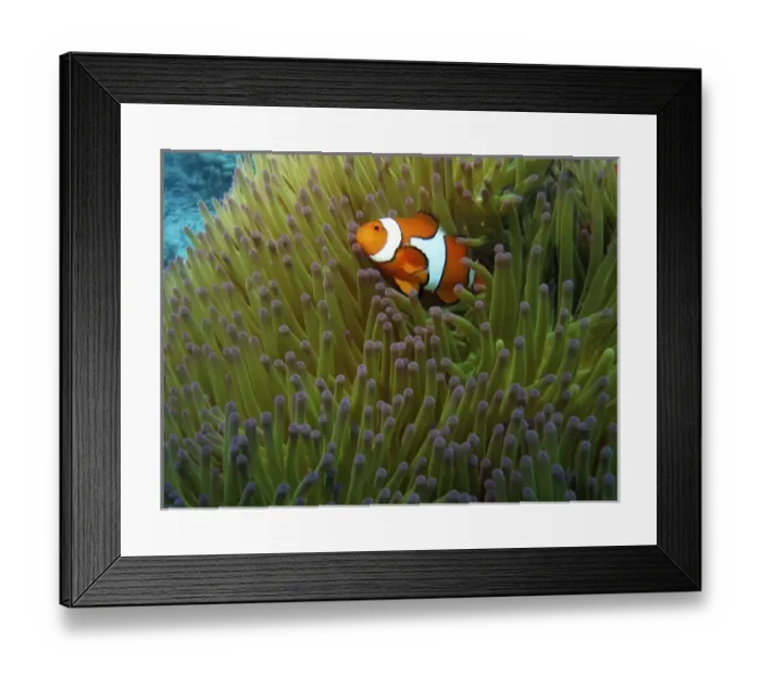Framed Print : Australia. Western Clownfish ( Amphiprion ocellaris ) Framed Print : Australia. Western Clownfish ( Amphiprion ocellaris )