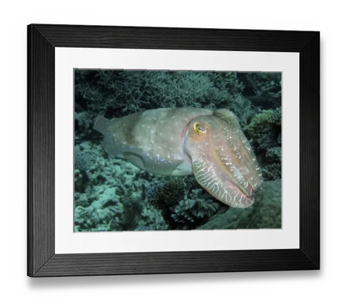Framed Print : Cuttlefish, Agincourt Reef, Great Barrier Reef, North Queensland, Australia Framed Print : Cuttlefish, Agincourt Reef, Great Barrier Reef, North Queensland, Australia