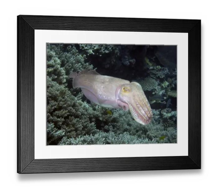 Framed Print : Cuttlefish, Agincourt Reef, Great Barrier Reef, North Queensland, Australia Framed Print : Cuttlefish, Agincourt Reef, Great Barrier Reef, North Queensland, Australia