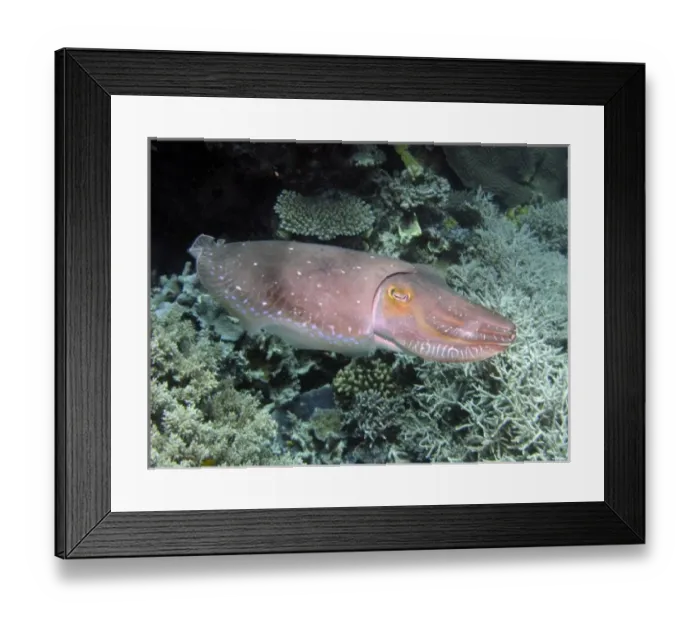 Framed Print : Cuttlefish, Agincourt Reef, Great Barrier Reef, North Queensland, Australia Framed Print : Cuttlefish, Agincourt Reef, Great Barrier Reef, North Queensland, Australia