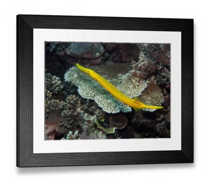 Framed Print : Australia. Trumpetfish  /  Painted Flutemouth ( Aulostomus chimensis )