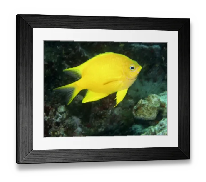 Framed Print : Australia. Golden Damsel ( Amblyglyphidodon aureus )