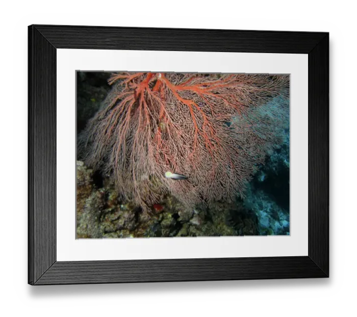 Framed Print : Fan Coral, Agincourt Reef, Great Barrier Reef, North Queensland, Australia Framed Print : Fan Coral, Agincourt Reef, Great Barrier Reef, North Queensland, Australia