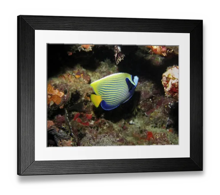 Framed Print : Australia. Emperor Angelfish ( Pomacanthus imperator )