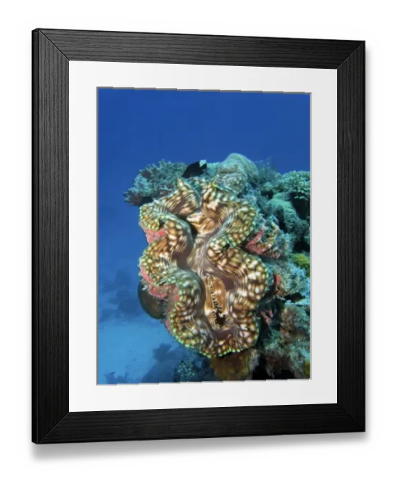 Framed Print : Giant Clam, Agincourt Reef, Great Barrier Reef, North Queensland, Australia Framed Print : Giant Clam, Agincourt Reef, Great Barrier Reef, North Queensland, Australia