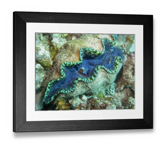 Framed Print : Outlet Siphon, Giant Clam, Agincourt Reef, Great Barrier Reef, North Queensland Framed Print : Outlet Siphon, Giant Clam, Agincourt Reef, Great Barrier Reef, North Queensland
