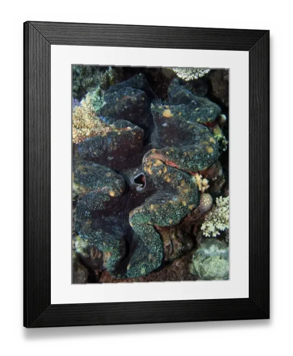 Framed Print : Australia. Outlet Siphon, Giant Clam, Agincourt Reef Framed Print : Australia. Outlet Siphon, Giant Clam, Agincourt Reef