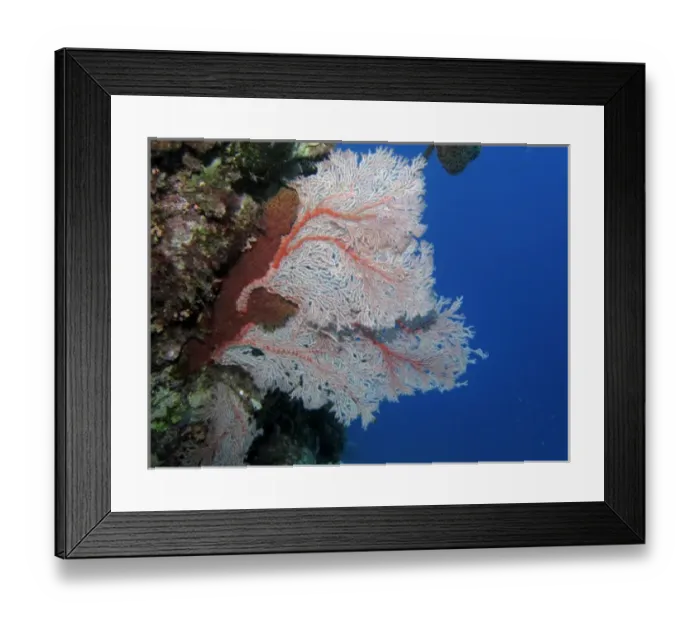 Framed Print : Fan Coral, Agincourt Reef, Great Barrier Reef, North Queensland, Australia Framed Print : Fan Coral, Agincourt Reef, Great Barrier Reef, North Queensland, Australia