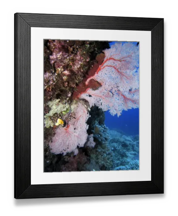 Framed Print : Fan Coral, Agincourt Reef, Great Barrier Reef, North Queensland, Australia Framed Print : Fan Coral, Agincourt Reef, Great Barrier Reef, North Queensland, Australia
