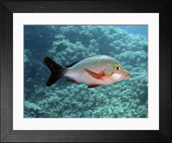 Framed Print : Paddle-tail ( Lutjanus gibbus ), Agincourt Reef, Great Barrier Reef, North Queensland