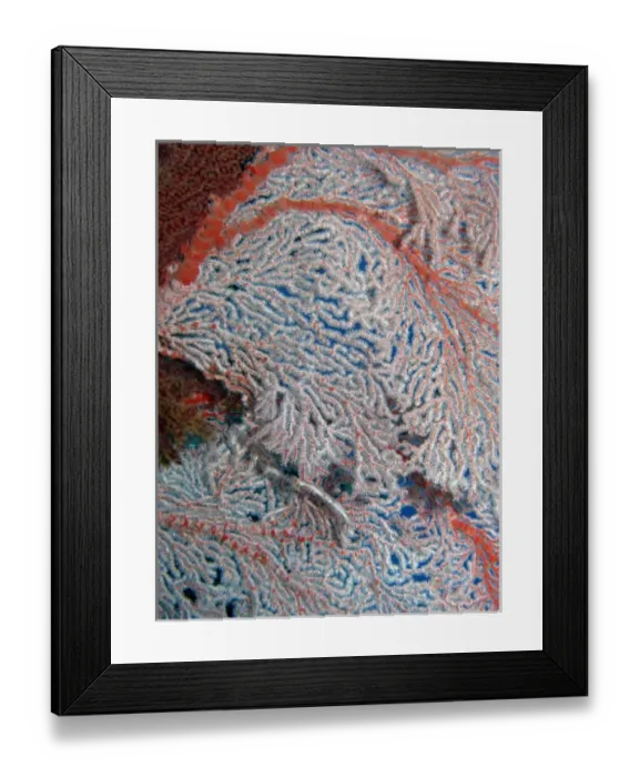 Framed Print : Fan Coral, Agincourt Reef, Great Barrier Reef, North Queensland, Australia Framed Print : Fan Coral, Agincourt Reef, Great Barrier Reef, North Queensland, Australia