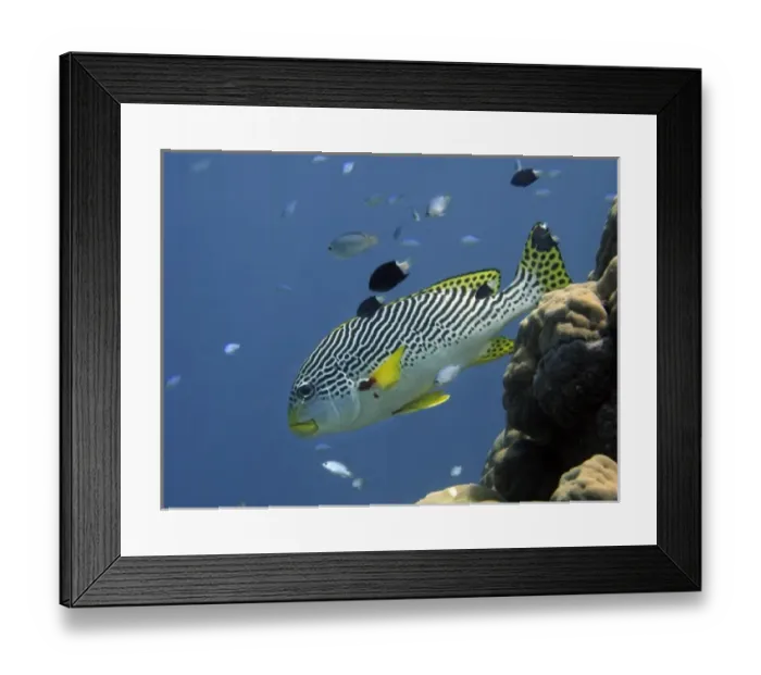 Framed Print : Diagonal-Banded Sweetlips ( Plectorhinchus lineatus ), Agincourt Reef, Great Barrier Reef Framed Print : Diagonal-Banded Sweetlips ( Plectorhinchus lineatus ), Agincourt Reef, Great Barrier Reef