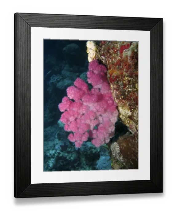 Framed Print : Coral, Agincourt Reef, Great Barrier Reef, North Queensland, Australia