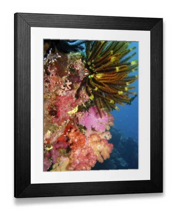 Framed Print : Coral, Agincourt Reef, Great Barrier Reef, North Queensland, Australia Framed Print : Coral, Agincourt Reef, Great Barrier Reef, North Queensland, Australia