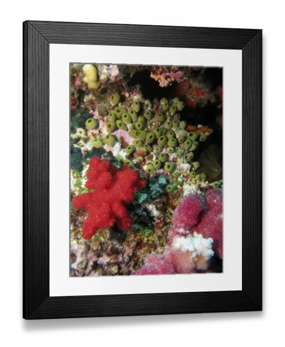 Framed Print : Coral, Agincourt Reef, Great Barrier Reef, North Queensland, Australia Framed Print : Coral, Agincourt Reef, Great Barrier Reef, North Queensland, Australia