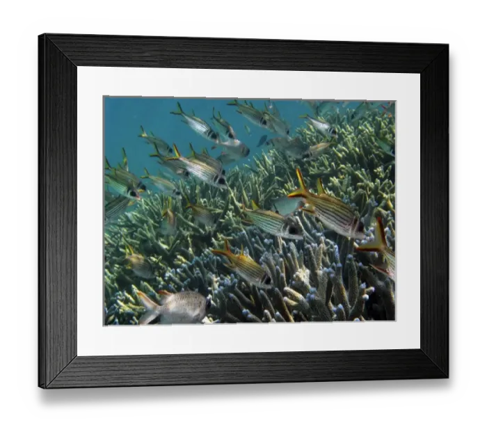 Framed Print : School of Spotfin Squirrelfish ( Neoniphon sammara ) and Staghorn Coral, Agincourt Reef Framed Print : School of Spotfin Squirrelfish ( Neoniphon sammara ) and Staghorn Coral, Agincourt Reef