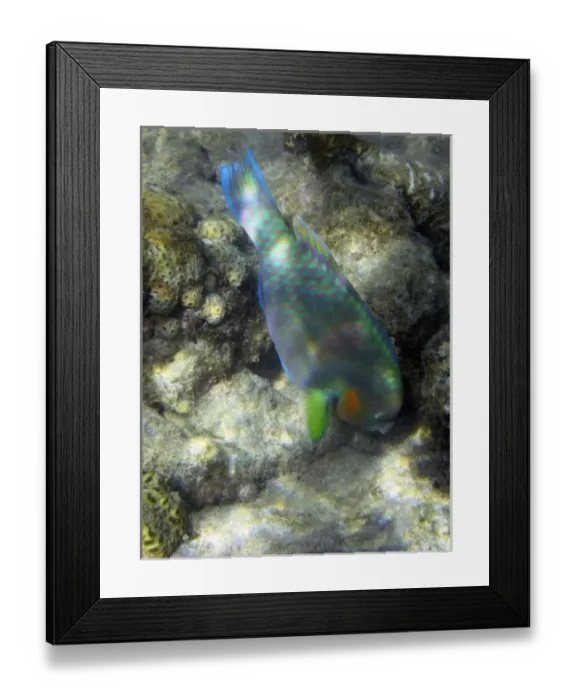 Framed Print : Australia. Surf Parrotfish ( Scarus rivulatus ) Framed Print : Australia. Surf Parrotfish ( Scarus rivulatus )