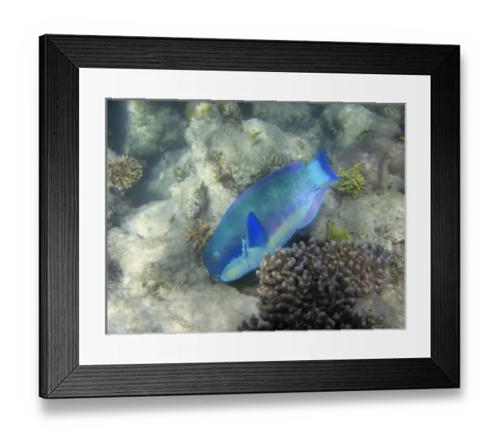 Framed Print : Steephead Parrotfish ( Chlorurus microrhinos ), Low Isles, Great Barrier Reef, North Queensland Framed Print : Steephead Parrotfish ( Chlorurus microrhinos ), Low Isles, Great Barrier Reef, North Queensland