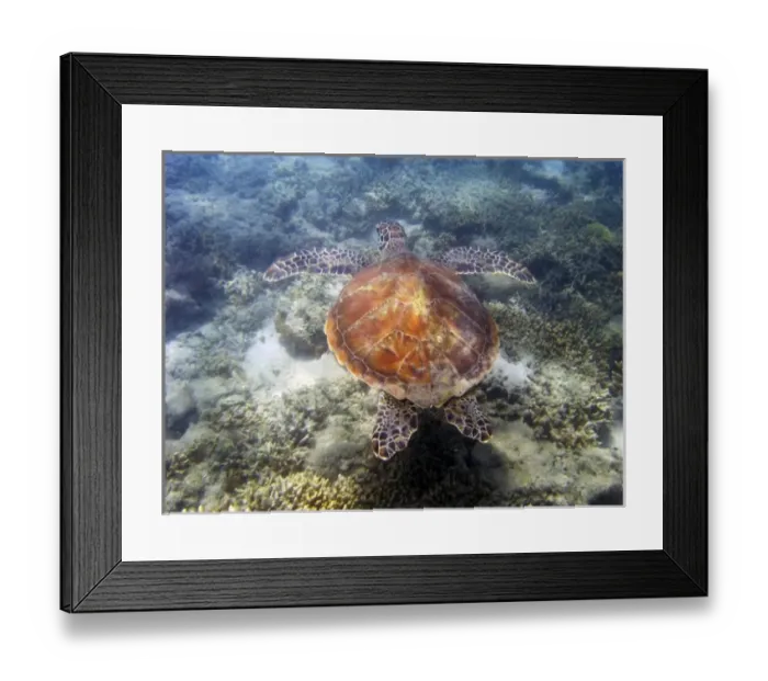 Framed Print : Australia. Green Turtle, Low Isles, Great Barrier Reef, North Queensland, Australia