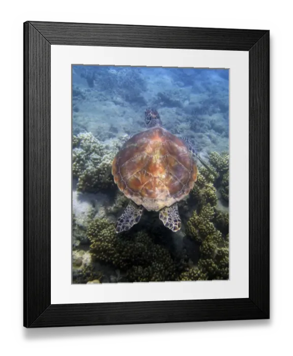 Framed Print : Green Turtle, Low Isles, Great Barrier Reef, North Queensland, Australia Framed Print : Green Turtle, Low Isles, Great Barrier Reef, North Queensland, Australia