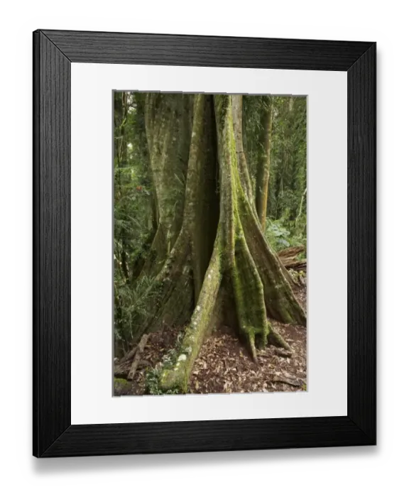 Framed Print : Australia, New South Wales, Wonga Walk, Dorrigo National Park, Rainforest Tree Framed Print : Australia, New South Wales, Wonga Walk, Dorrigo National Park, Rainforest Tree