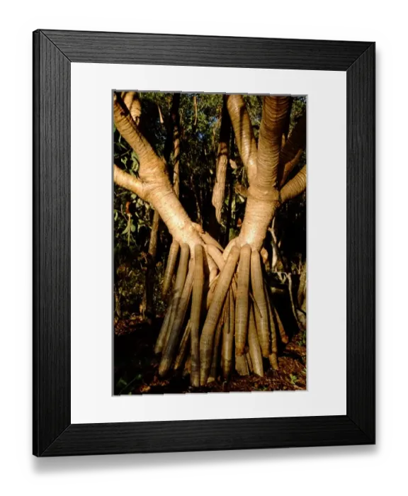 Framed Print : Australia, Queensland, Fraser Island. UNESCO World Heritage site. Tree roots Framed Print : Australia, Queensland, Fraser Island. UNESCO World Heritage site. Tree roots