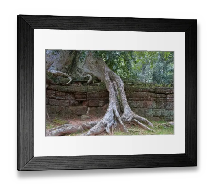 Framed Print : Female tourists with overgrown Banyan tree at Ta Prohm near Angkor Wat in Siem Reap