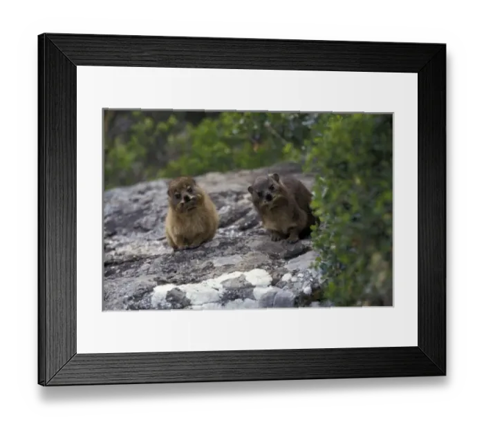 Framed Print : Africa, South Africa, Cape of Good Hope. Rock Hyrax (Procavia capensis) on cliffs Framed Print : Africa, South Africa, Cape of Good Hope. Rock Hyrax (Procavia capensis) on cliffs