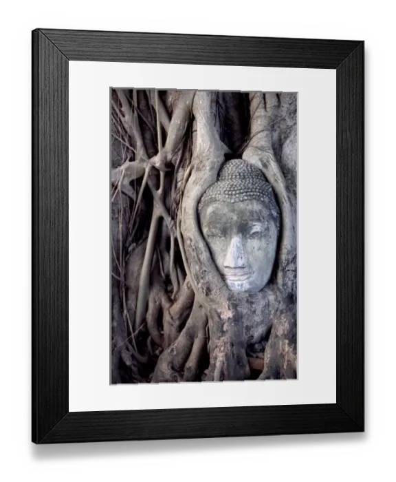 Framed Print : Asia, Thailand, Ayutthaya, Buddha head sculpture encased in tree roots Framed Print : Asia, Thailand, Ayutthaya, Buddha head sculpture encased in tree roots