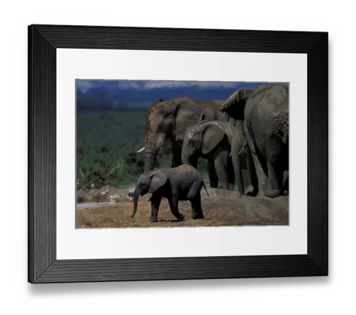 Framed Print : Africa, South Africa, Addo Elephant National Park. Elephants playing in mud at water hole
