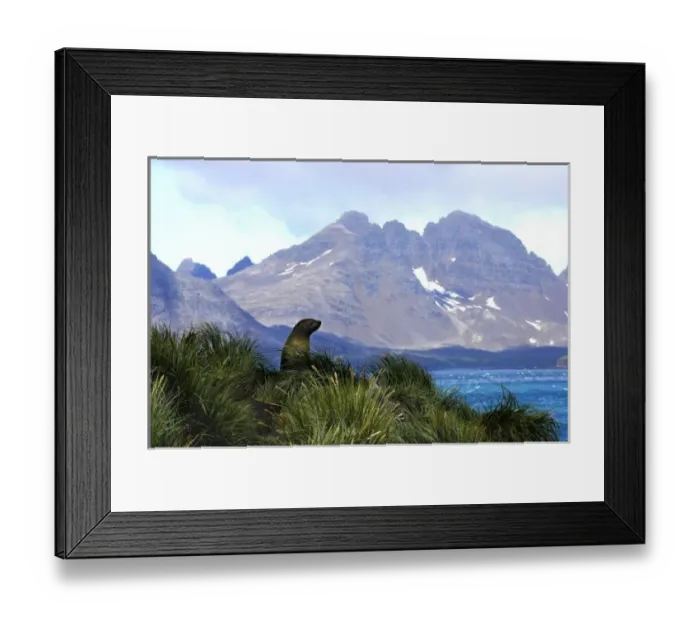 Framed Print : South Georgia fur seal in tussock grass, Prion Island, South Georgia Island, Scotia Sea Framed Print : South Georgia fur seal in tussock grass, Prion Island, South Georgia Island, Scotia Sea