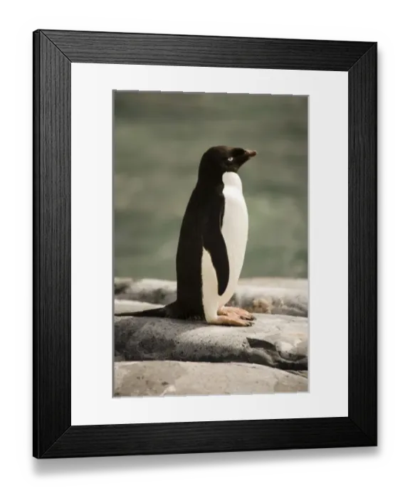 Framed Print : Antarctic, Sub Antarctic Island Framed Print : Antarctic, Sub Antarctic Island