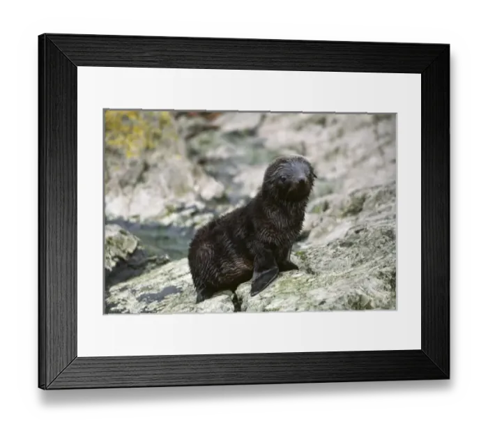 Framed Print : Antarctic, Sub Antarctic Island Framed Print : Antarctic, Sub Antarctic Island