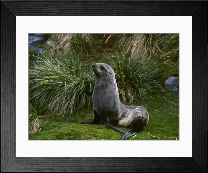 Framed Print : Southern Ocean, South Georgia Island. A southern fur seal (Arctocephalus gazella) Framed Print : Southern Ocean, South Georgia Island. A southern fur seal (Arctocephalus gazella)