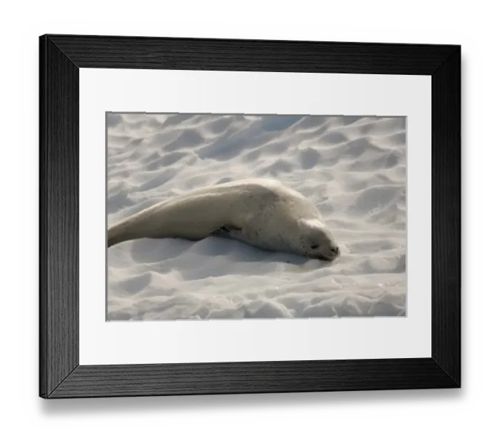Framed Print : Antarctica. Crabeater seal asleep on ice flow Framed Print : Antarctica. Crabeater seal asleep on ice flow