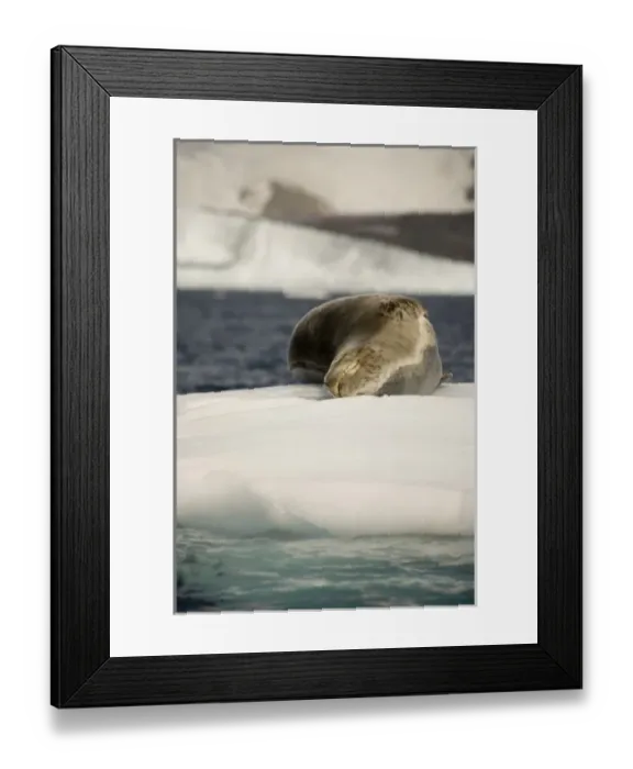 Framed Print : Antarctic, Sub Antarctic Island Framed Print : Antarctic, Sub Antarctic Island