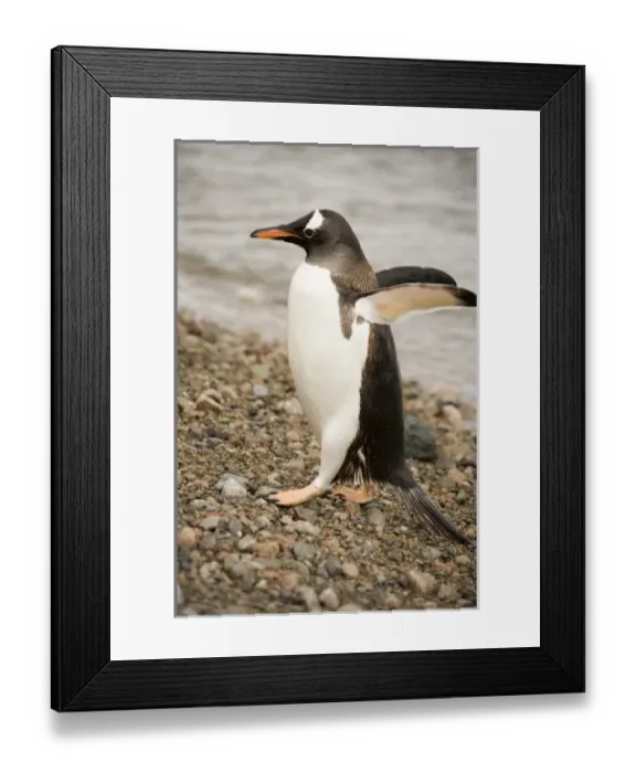 Framed Print : Antarctic, Sub Antarctic Island Framed Print : Antarctic, Sub Antarctic Island