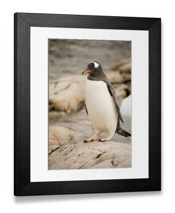 Framed Print : Antarctic, Sub Antarctic Island Framed Print : Antarctic, Sub Antarctic Island